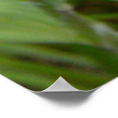 F9 Gele reuzenbaard Poster (Hoek)