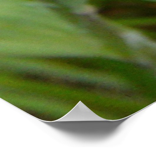 F9 Gele reuzenbaard Poster (Hoek)