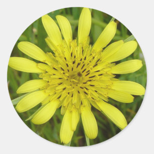 F9 Gele Wilde Bloem Geitebaard Ronde Sticker