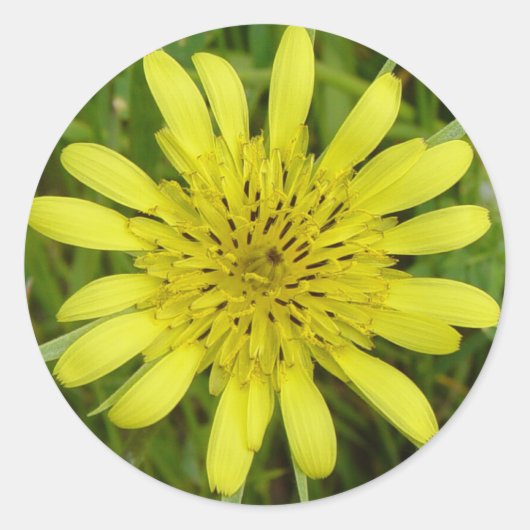 F9 Gele Wilde Bloem Geitebaard Ronde Sticker (Voorkant)
