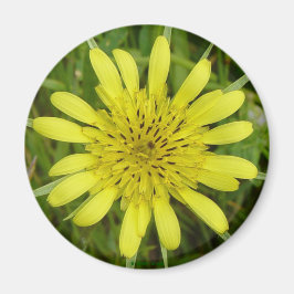 F9 Gele Wilde Bloem Geitebaard Tragopogon dubius Magneet