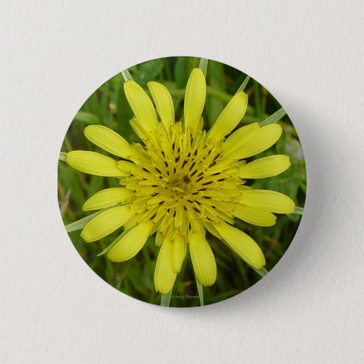 F9 Gele Wilde Bloem Geitebaard Tragopogon dubius Ronde Button 5,7 Cm (Voorkant)