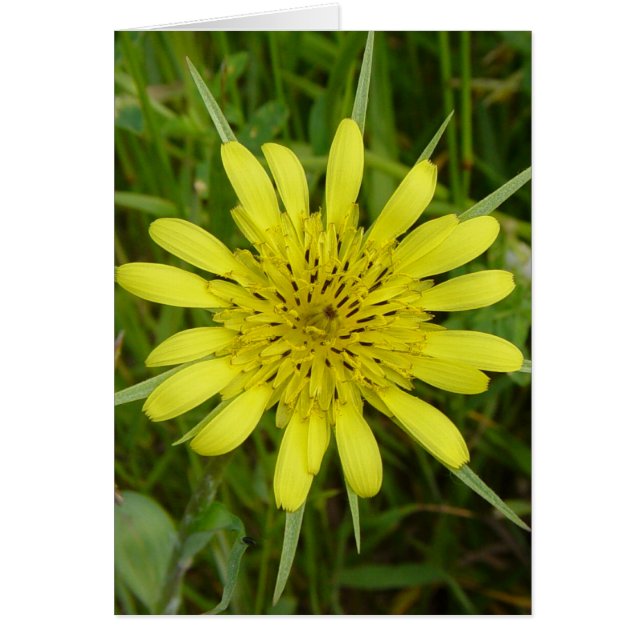 F9 Gele Wilde Bloem Geitenbaard (Voorkant)