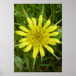 F9 Gele Wilde Bloem Geitenbaard Poster