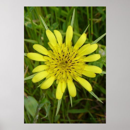 F9 Gele Wilde Bloem Geitenbaard Poster (Voorkant)