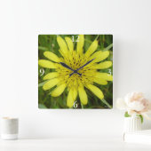 F9 Gele wilde-bloemengeiten Tragopogon dubius Vierkante Klok (Huis)