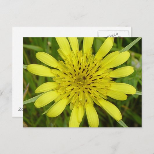 F9 Gele wildebloem Briefkaart (Voorkant / Achterkant)