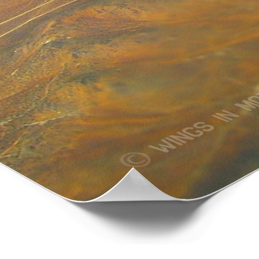 F/A-18F SUPER HORNET POSTER (Hoek)