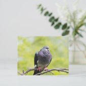 Faalduif Briefkaart (Staand voorkant)