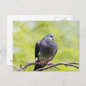 Faalduif Briefkaart (Voorkant / Achterkant)