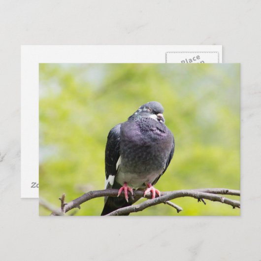 Faalduif Briefkaart (Voorkant / Achterkant)