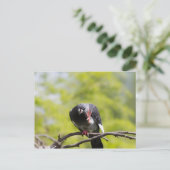 Faalduif Briefkaart (Staand voorkant)