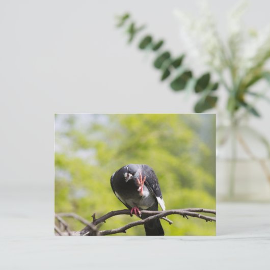 Faalduif Briefkaart (Staand voorkant)