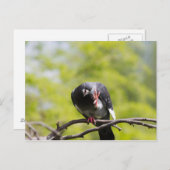 Faalduif Briefkaart (Voorkant / Achterkant)