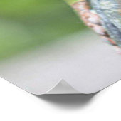 FAB FROG FREDDIE POSTER (Hoek)