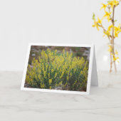 Fabale Plant, Anthyllis Cytisoides Kaart (Gele Bloem)