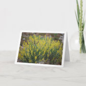 Fabale Plant, Anthyllis Cytisoides Kaart (Voorkant)