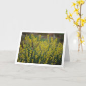 Fabale Plant, Anthyllis cytisoides Kaart (Gele Bloem)