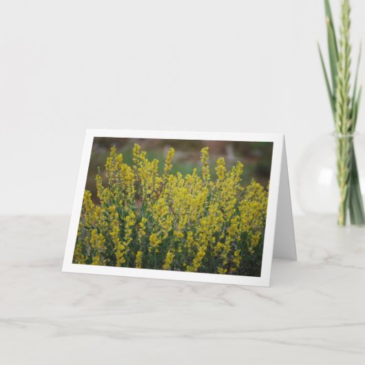 Fabale Plant, Anthyllis Cytisoides Kaart (Voorkant)