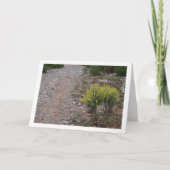 Fabale Plant, Anthyllis Cytisoides Kaart (Voorkant)