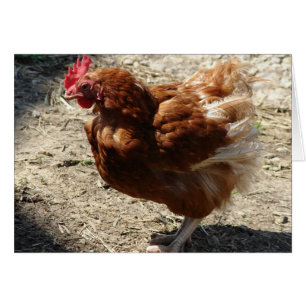 Fabrieks Kip Hen