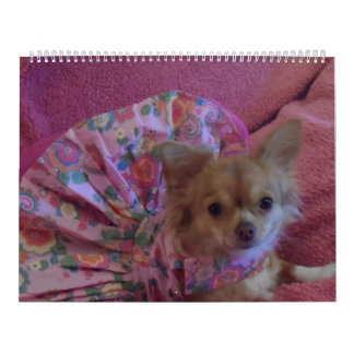 Fabulous chihuahua, kalender 2013