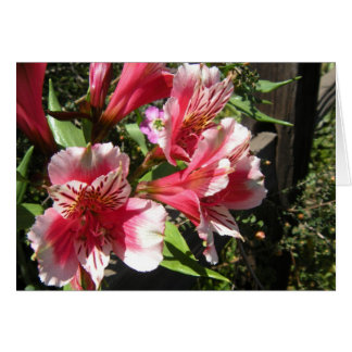 Fabulous Freesia-kaart