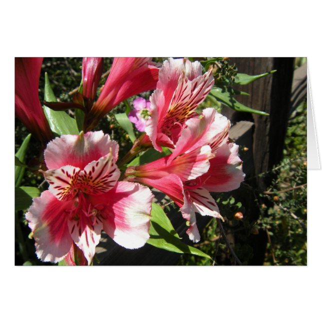 Fabulous Freesia-kaart (Voorkant Horizontaal)