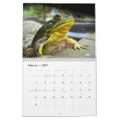 FABULOUS FROGS kalender 2018 (Feb 2027)