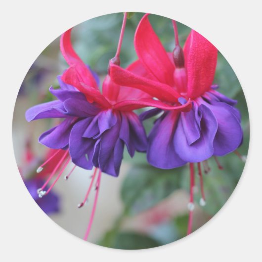Fabulous Fuschias Ronde Sticker (Voorkant)