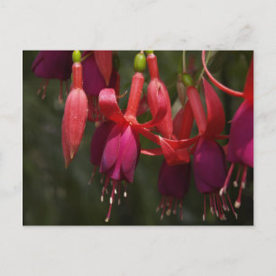 Fabulous Fuscia Briefkaart
