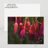 Fabulous Fuscia Briefkaart (Voorkant / Achterkant)