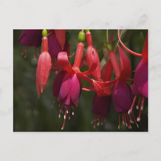 Fabulous Fuscia Briefkaart (Voorkant)