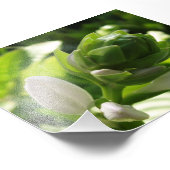 Fabulous Hosta Foto Afdruk (Hoek)