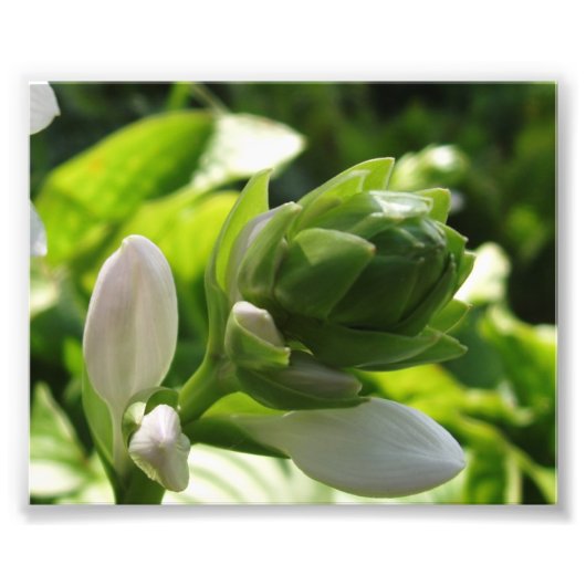 Fabulous Hosta Foto Afdruk (Voorkant)