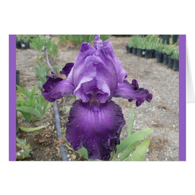 Fabulous Paars Iris (Voorkant Horizontaal)