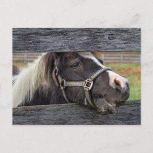  Face Donkey Briefkaart