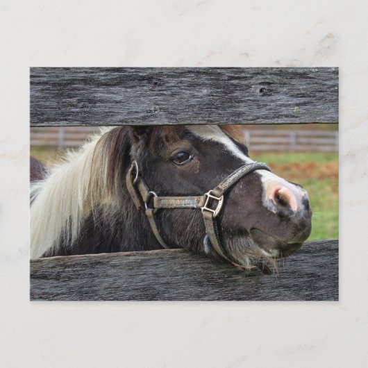 Face Donkey Briefkaart (Voorkant)