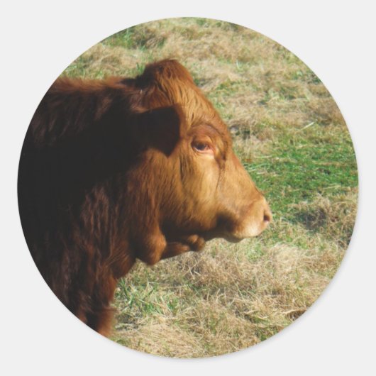 Face of Brown bull koe Ronde Sticker (Voorkant)