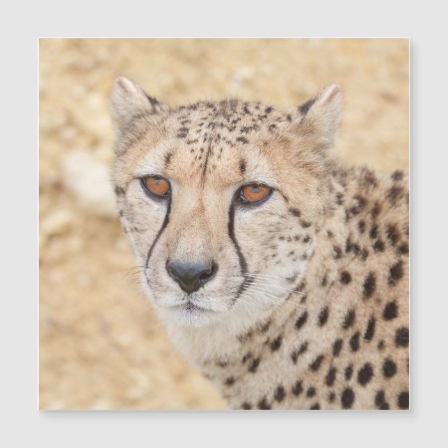 Face of the Wild: Cheetah's Intense Look (Voorkant)