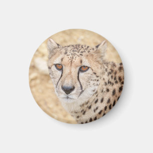Face of the Wild: Cheetah's Intense Look Magneet