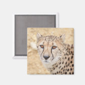 Face of the Wild: Cheetah's Intense Look Magneet (Voorkant / Achterkant)
