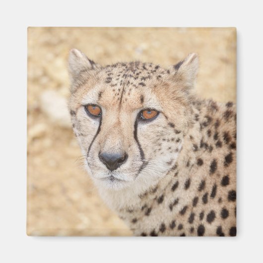 Face of the Wild: Cheetah's Intense Look Magneet (Voorkant)