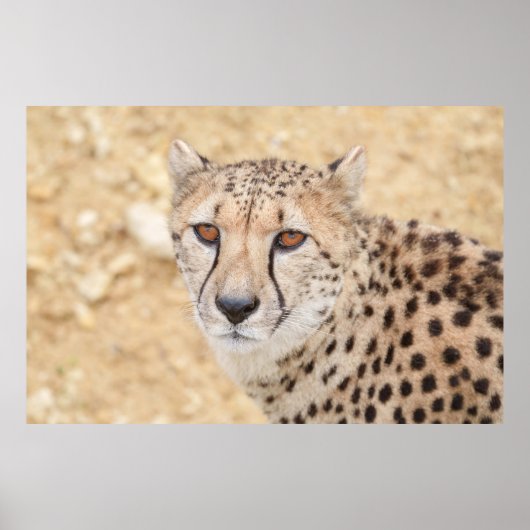 Face of the Wild: Cheetah's Intense Look Poster (Voorkant)