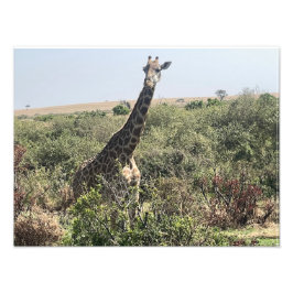 Face to Face – Afrikaanse Giraffe Foto Print Afdruk
