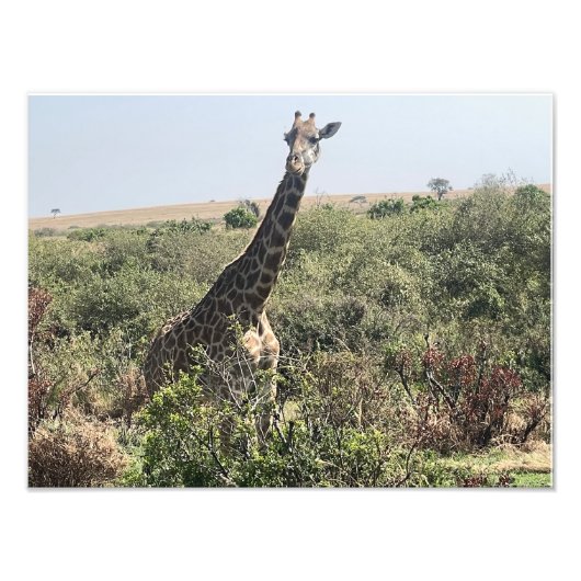 Face to Face – Afrikaanse Giraffe Foto Print Afdruk (Voorkant)
