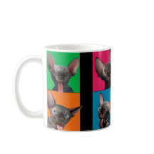 Facebuilding (Sphynx kitten)