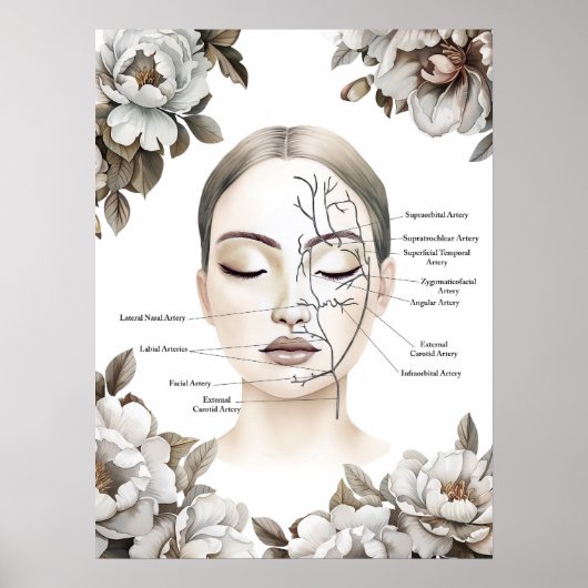 Facial Anatomy Bloedvat Botox Decor Poster (Voorkant)