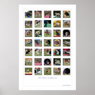 Factoren van behendigheid - Cocker Spaniel Edition Poster