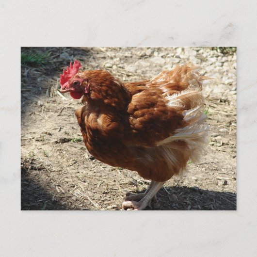 Factory Boerderij Hen Briefkaart (Voorkant)